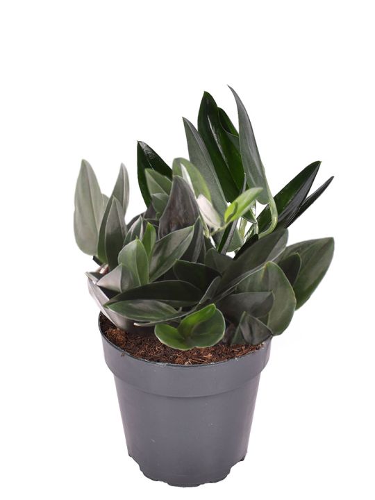 Scindapsus Treubii Dark Form