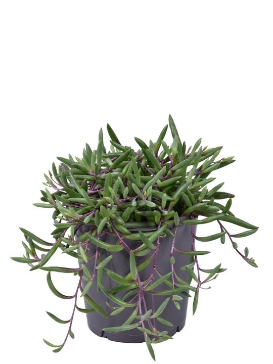 Senecio Herreianus Purple Flush