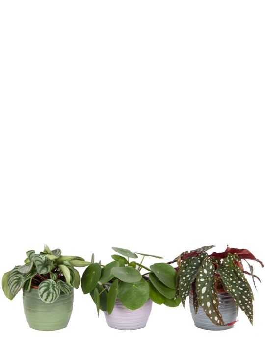 Set de plantes populaires