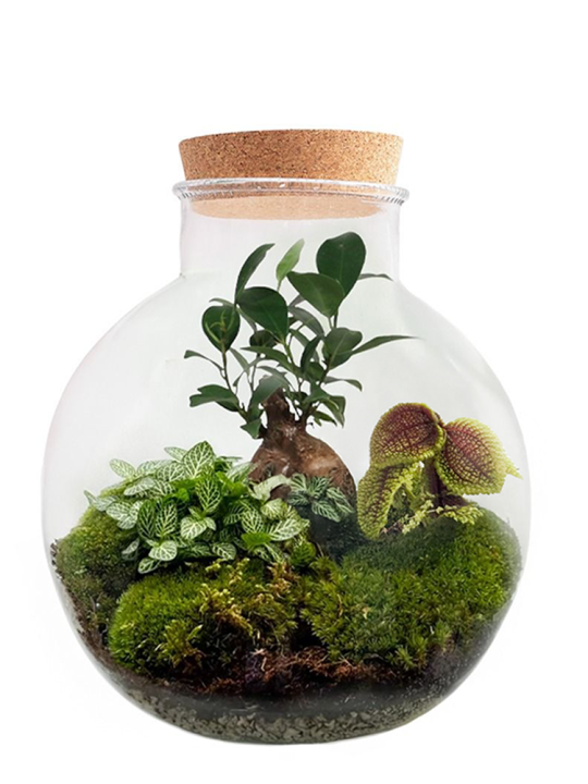 Ficus Bonsai Spherical Terrarium