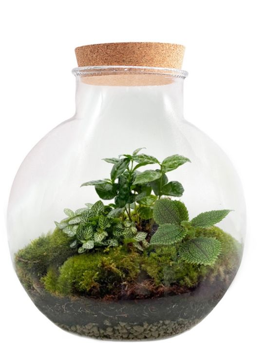 Jungle Spherical Terrarium