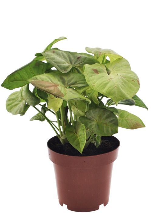 Syngonium Podophyllum Confetti