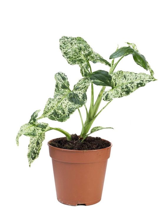 Syngonium Podophyllum Mottled