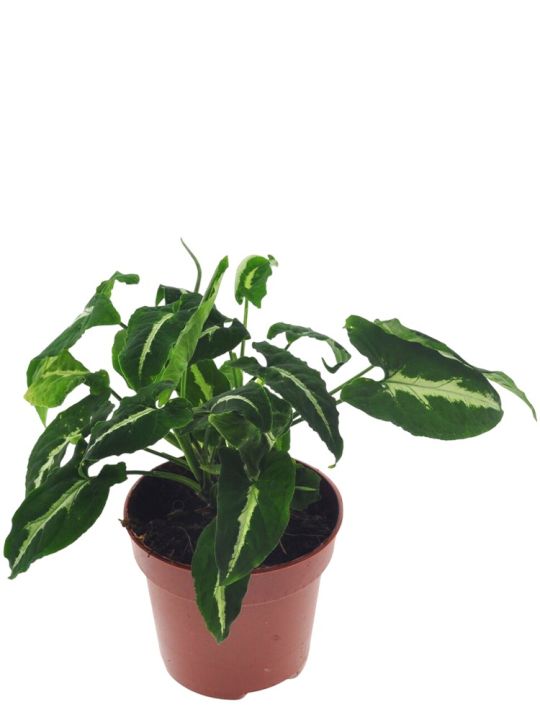 Syngonium Wendlandii