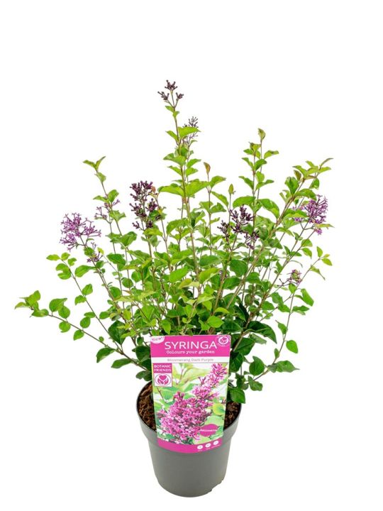 Syringa Bloomerang Dark Purple