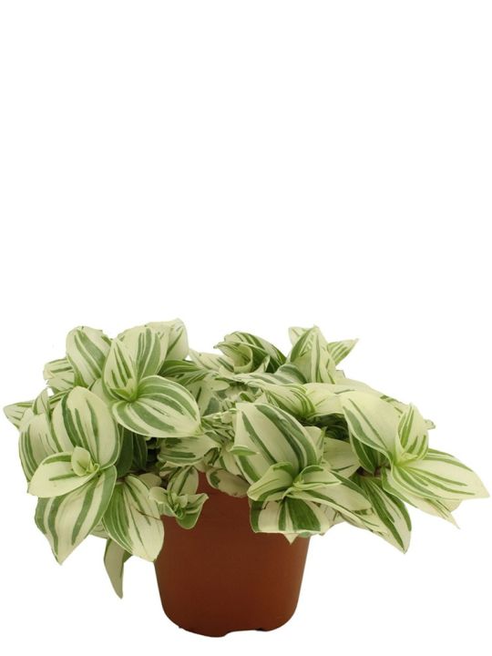 Tradescantia Brightness