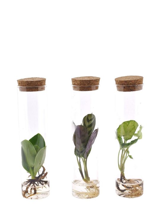 Pflanzen Set im Reagenzglas