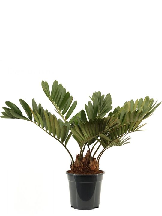Zamia Furfuracea