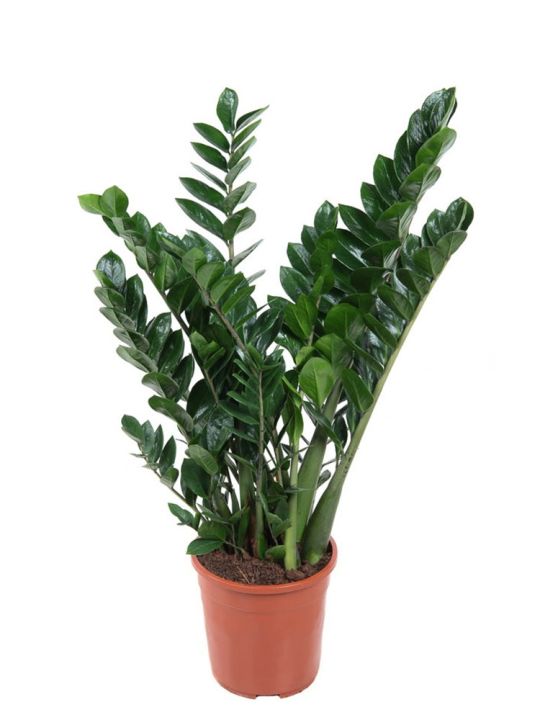 Zamioculcas Zamiifolia