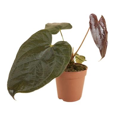 Anthurium Queen of Hearts - 35 cm