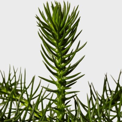 Araucaria Heterophylla (Zimmertanne) - 70 cm
