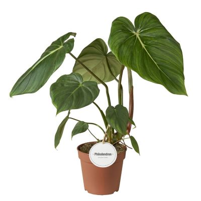 plant c Plant-C: Whole Food Vitamin C Liquid – Triquetra™