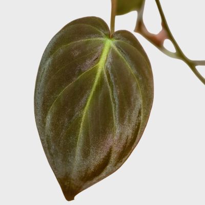 Philodendron Scandens Micans - 15 cm