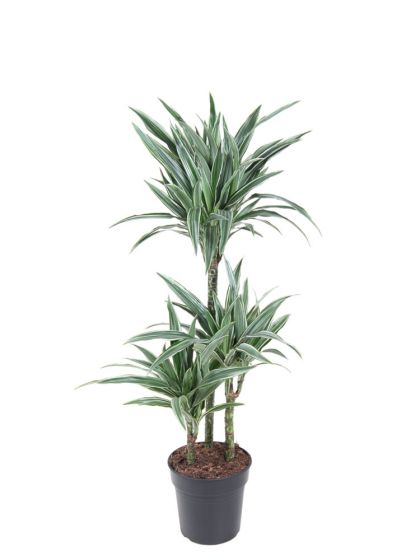calathea white star kaufen Calathea Whitestar kaufen? | Laura