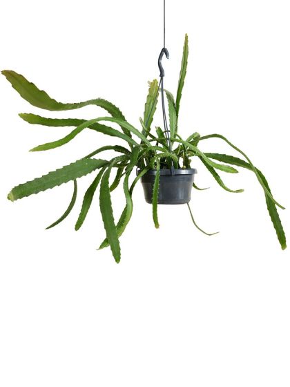Epiphyllum Red Tip (Blattkaktus) - 35 cm