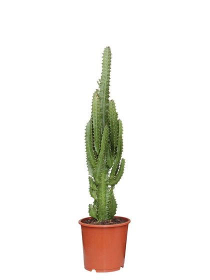 Euphorbia Trigona (Dreikantige Wolfsmilch-Kaktus) - 55 cm