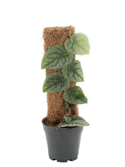 Monstera Dubia - 45 cm