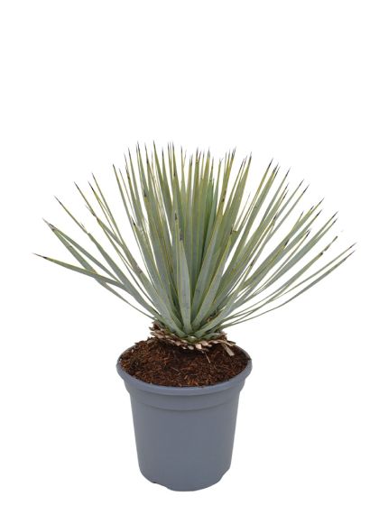 Yucca Thompsoniana - 45 cm