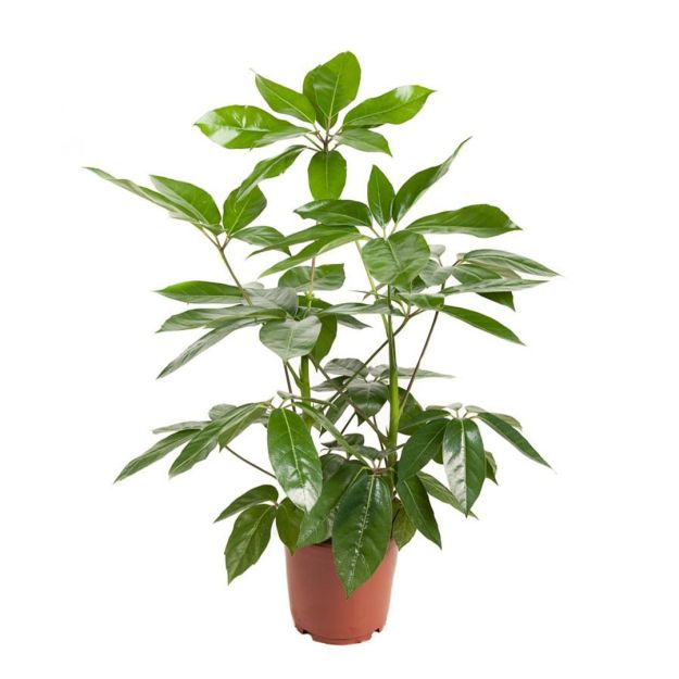 Schefflera Arboricola Pflege
