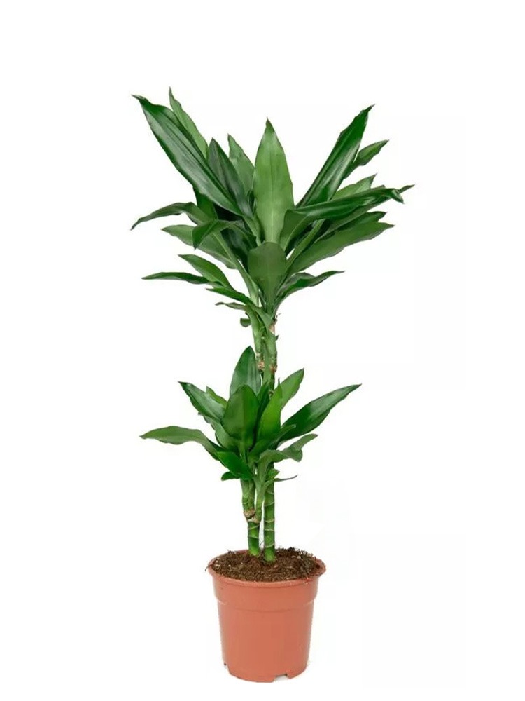Drachenbaum (Dracaena) vermehren