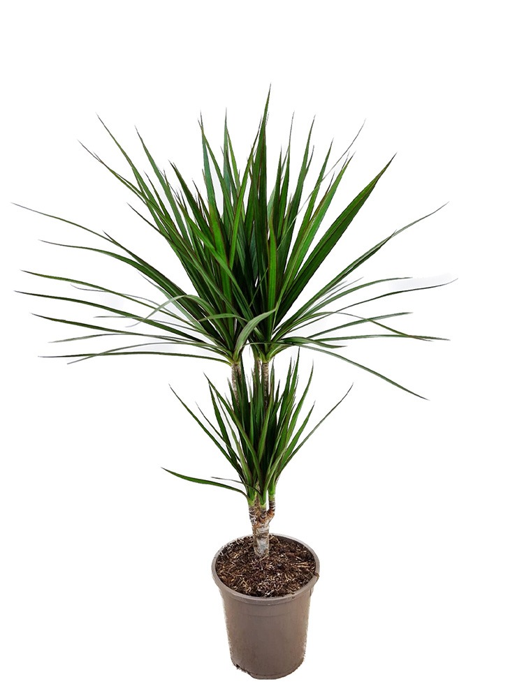Drachenbaum (Dracaena) vermehren