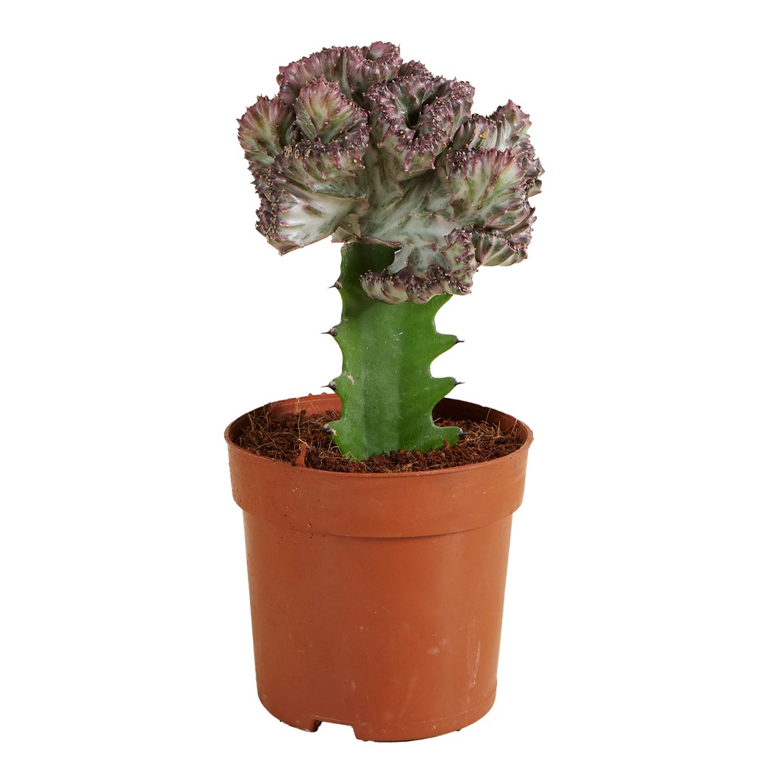 Euphorbia lactea 'cristata' | Vet groen