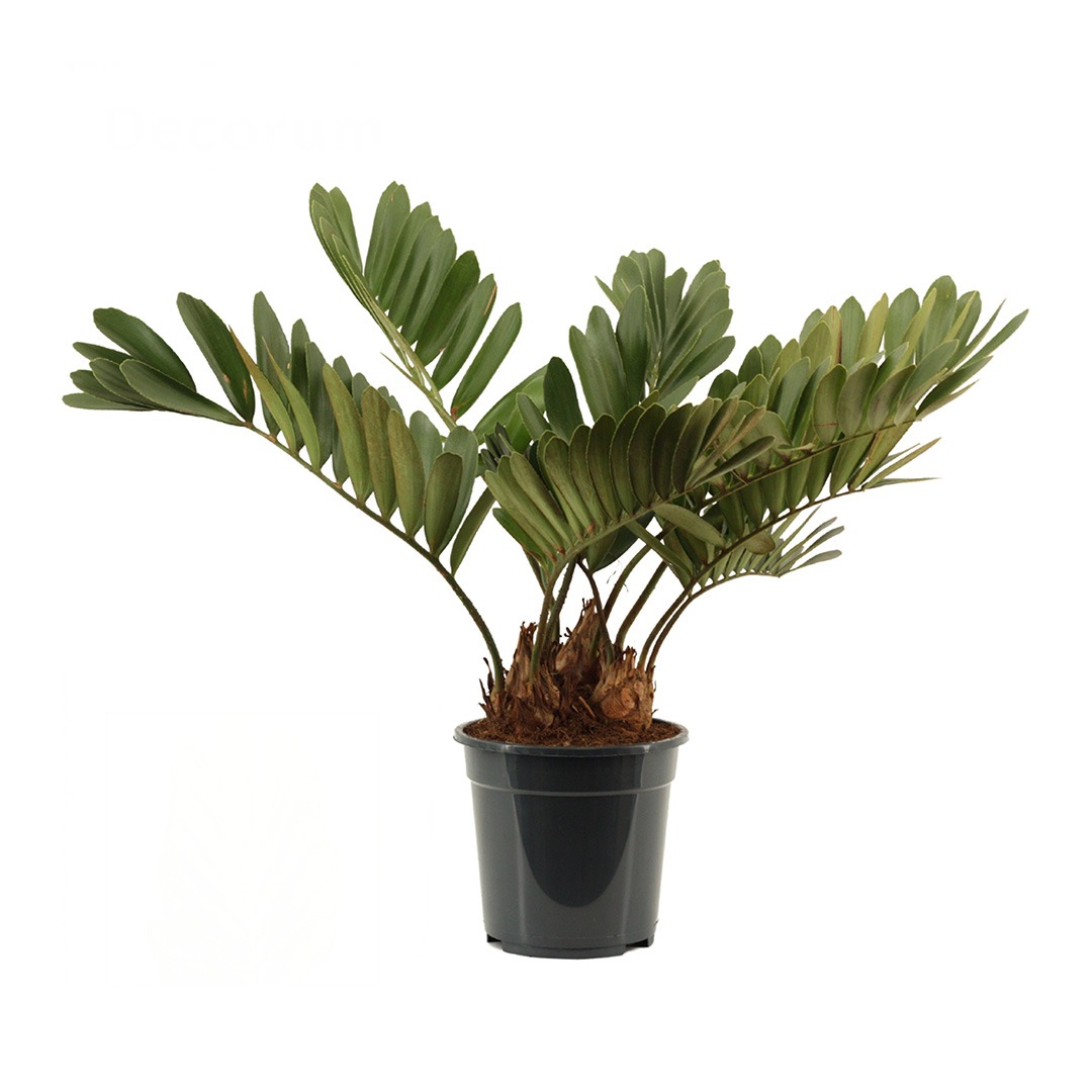 Zamia Furfuracea - 70 cm