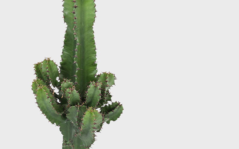 How To Care For Euphorbia Milii (Crown Of Thorns) Indoors - Youtube