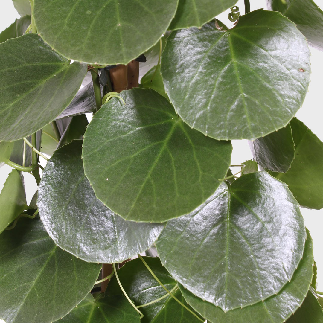How to care for a Cissus?