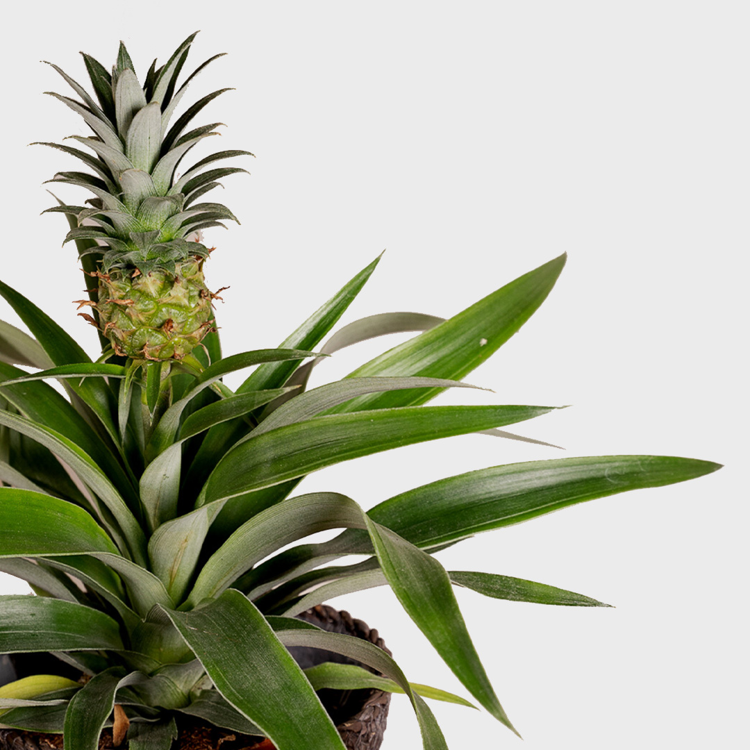 Plante d'ananas entretien